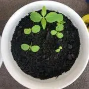 viviの画像