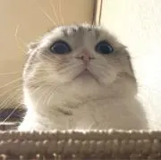 RUNAの画像