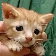 Y.T