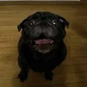 ブルまる