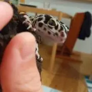 しょんた