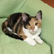 アキ