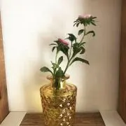 ウィンディーの画像