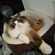 はくちゃん