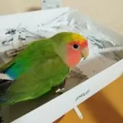 やまの画像