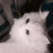 uの画像