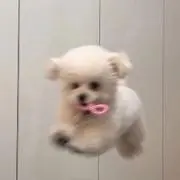 うにの画像