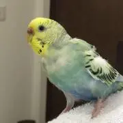 ひーちゃんの画像