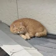 のぞみの画像