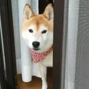 うめの画像
