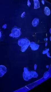 namachaの画像