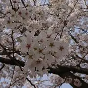 オリヅルの画像