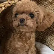 ももたんの画像