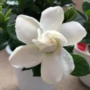 みっちの画像