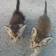 krl
