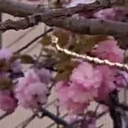 nの画像