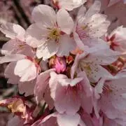 maruriの画像