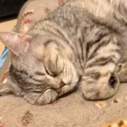 きぃの画像