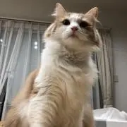 テリーの画像