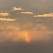 はなこら