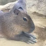 アユミ