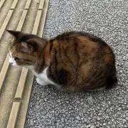 なぴ