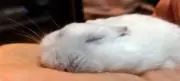 なちこ