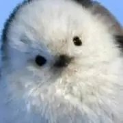 うさこ