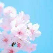 sakuraの画像