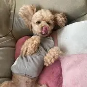 らららの画像