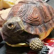 メル太郎