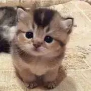 ねこぱんの画像