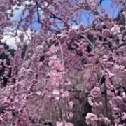 aaaの画像