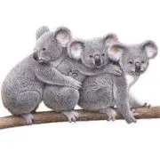 こあらサン