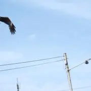 NILの画像