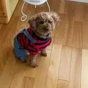 かーたん