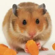 ハムスター☆