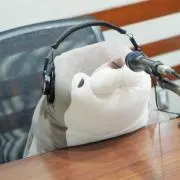 tom☆彡の画像