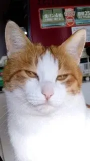 ノリノリの画像