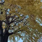 まるの画像