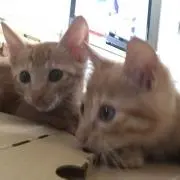 ろきちの画像