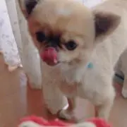 あきの画像