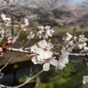 杉山の画像
