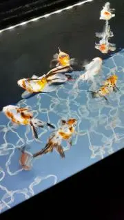 えーみの画像