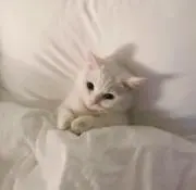 かほの画像