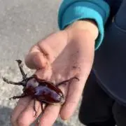 しんくんの画像
