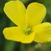 ぷりんの画像