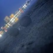 中トロのトロの画像