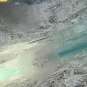 まさちねす