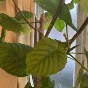 大雄の画像